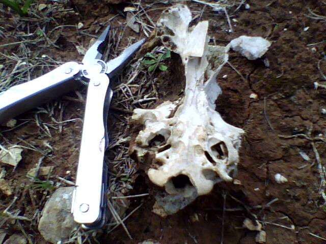 Identificazione cranio..cane